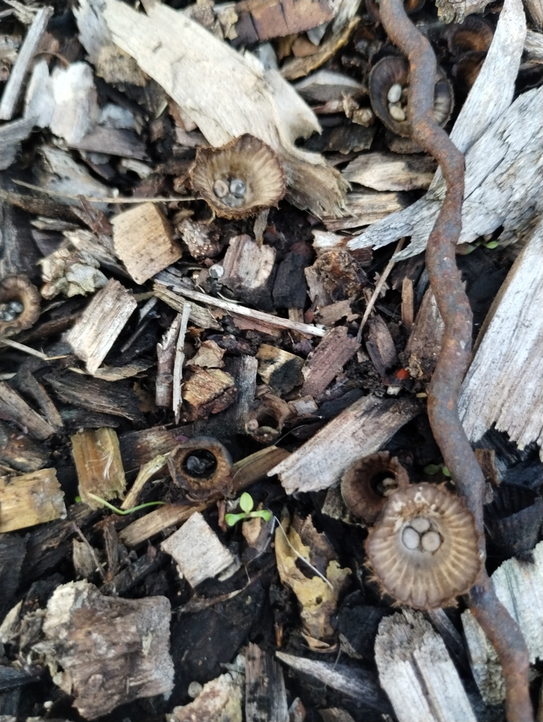 Cyathus striatus · May 2025 · photo: © notdoriangray (iNaturalist, cc-by)