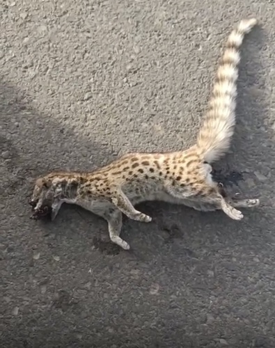 Northern Small-spotted Genet