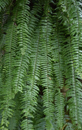 Nephrolepis × hippocrepicis iNat (3)