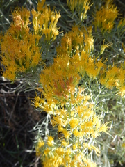 Ericameria nauseosa turbinata