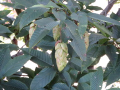 Carpinus japonica