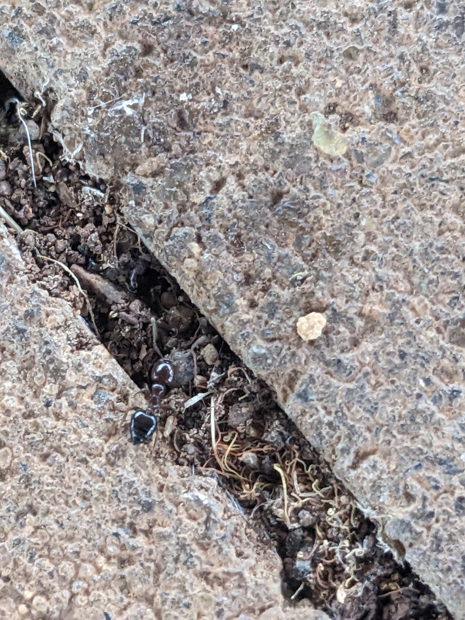 Crematogaster australis chillagoensis