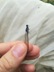 Argia frequentula