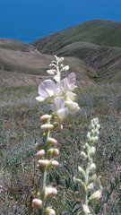 Onobrychis pallasii