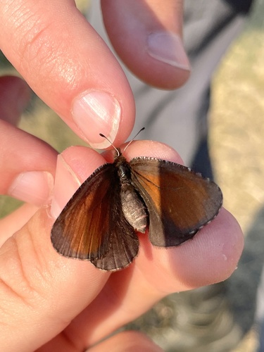 Red-disked Alpine