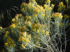 Ericameria nauseosa turbinata