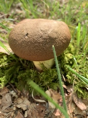 Butyriboletus appendiculatus