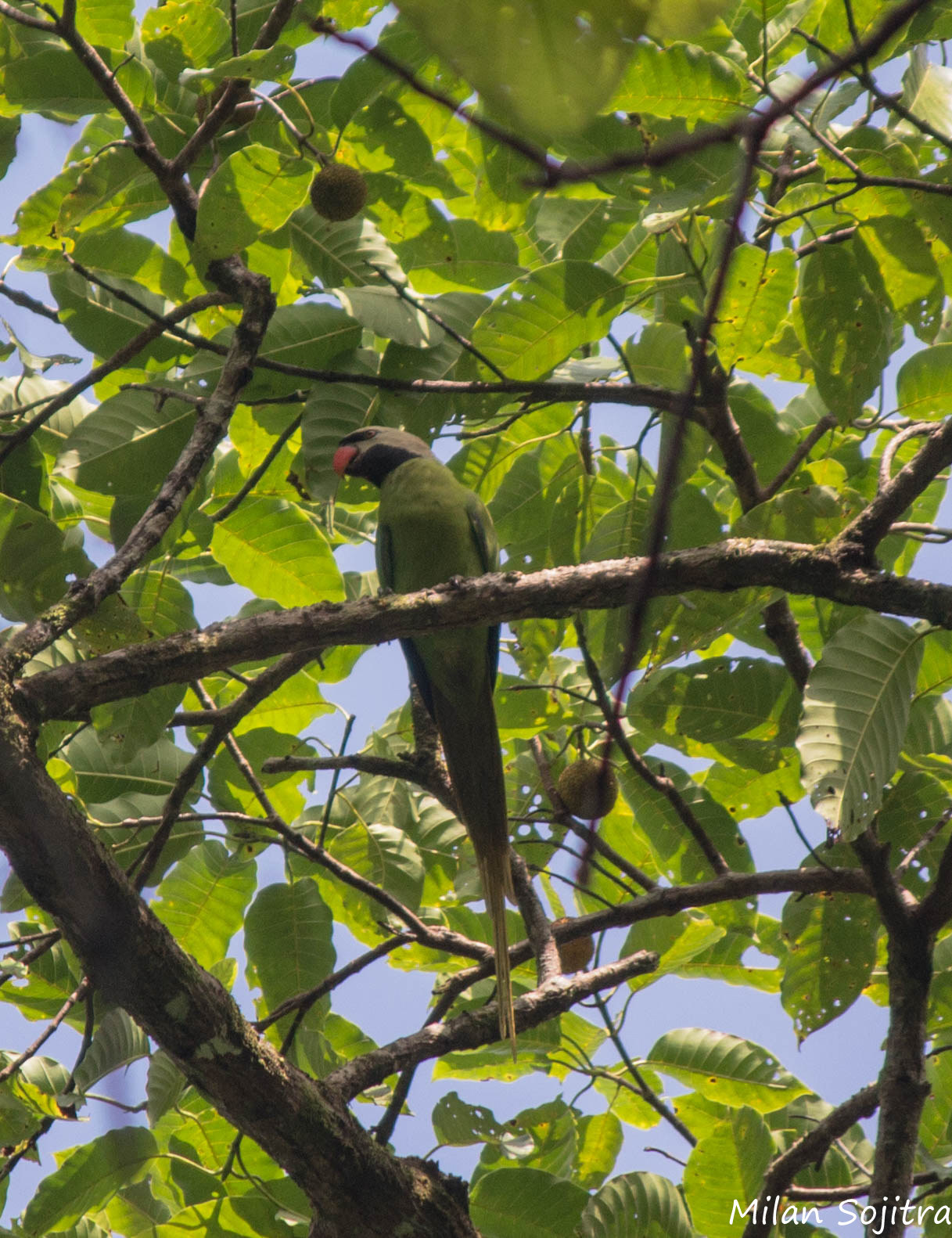 Nicobar Parakeet illustration