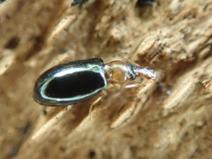 Salpingus ruficollis