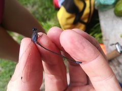 Argia frequentula