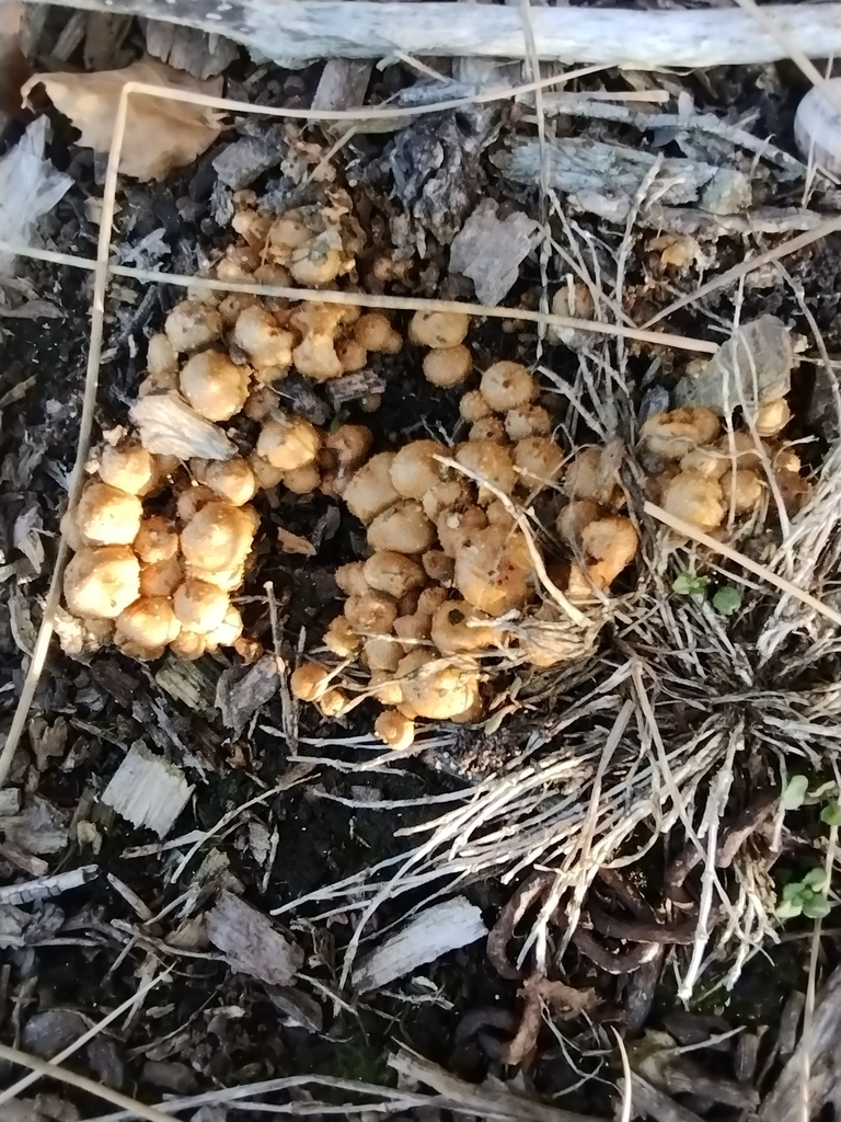 Pholiota subflammans · May 2025 · photo: © notdoriangray (iNaturalist, cc-by)