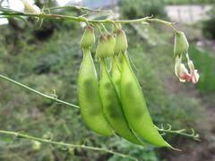 Astragalus mongholicus