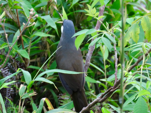 Black-throated Laughingthrush (Pterorhinus chinensis), photo 5