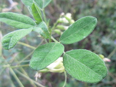Astragalus mongholicus
