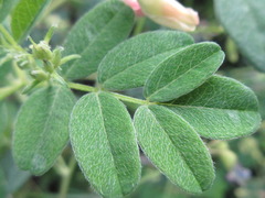 Astragalus mongholicus