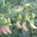Astragalus mongholicus - Photo (c) onidiras-iNaturalist, algunos derechos reservados (CC BY-NC), uploaded by onidiras-iNaturalist