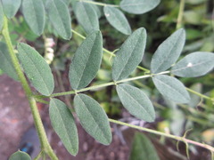Astragalus mongholicus