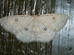 Cyclophora albipunctata