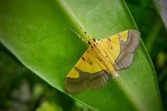 Endocrossis flavibasalis