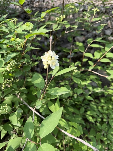 Mongolian deutzia (Deutzia parviflora)