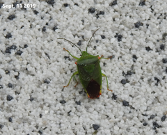 Acanthosoma labiduroides