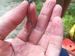 Argia frequentula