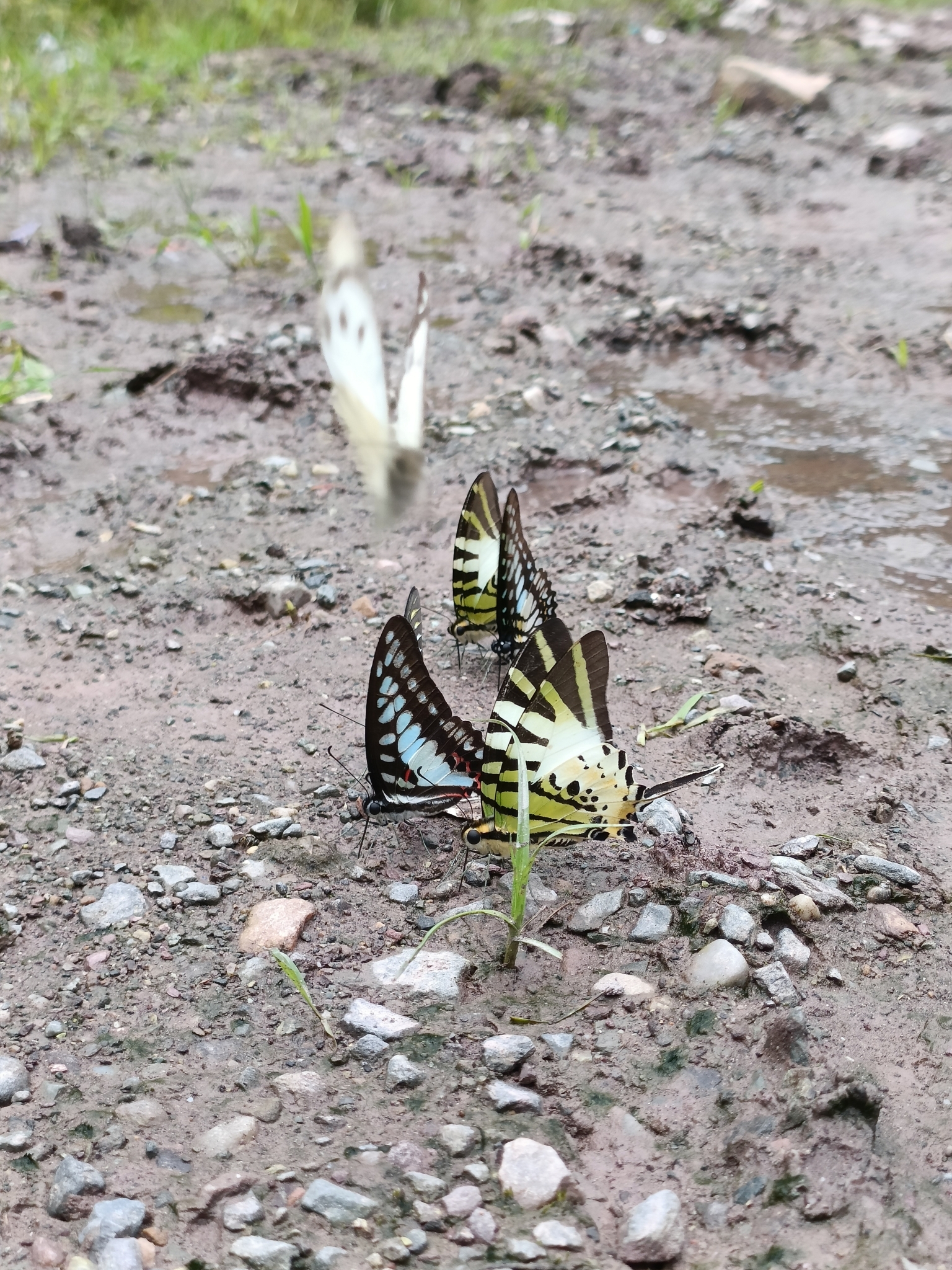 Five-Bar Swordtail