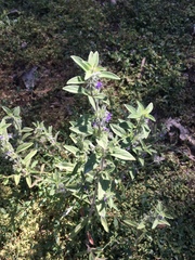 Trichostema austromontanum