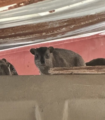 Rock Hyrax