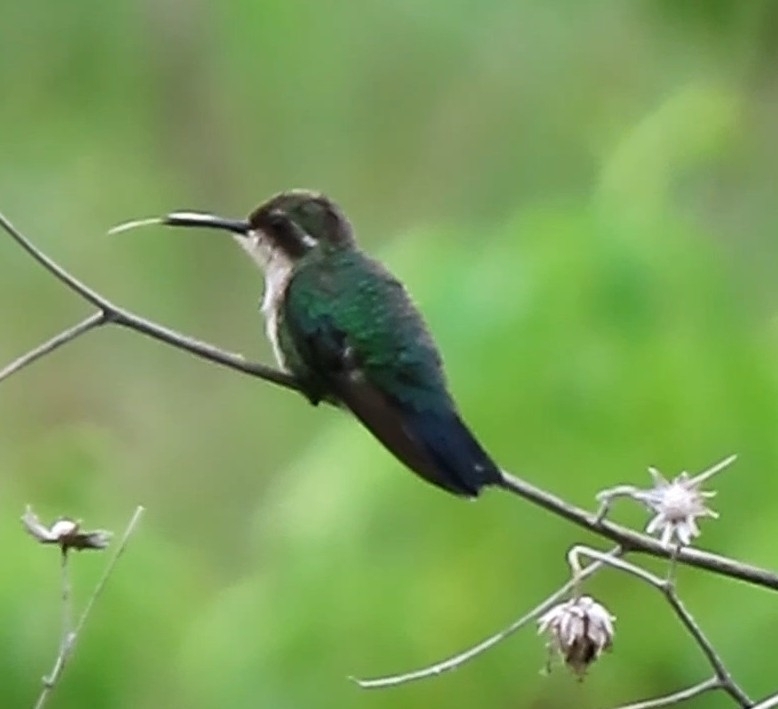 Garden Emerald (Chlorostilbon assimilis), photo 6