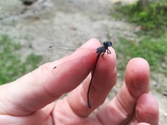 Argia frequentula