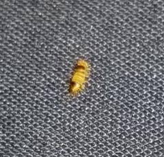 Bostrichoidea