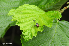 Paracycnotrachelus chinensis