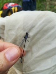 Argia frequentula