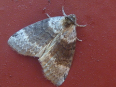 Tetheella fluctuosa