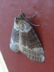 Tetheella fluctuosa