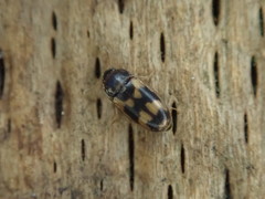 Litargus connexus