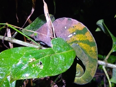 Calumma oshaughnessyi