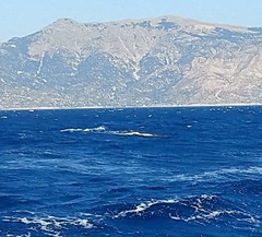 Ziphius cavirostris