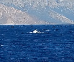 Ziphius cavirostris