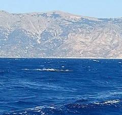 Ziphius cavirostris