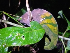 Calumma oshaughnessyi