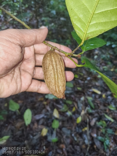 Aglaia simplicifolia observed 2025-05-24