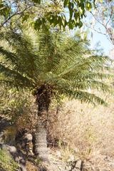 Cycas