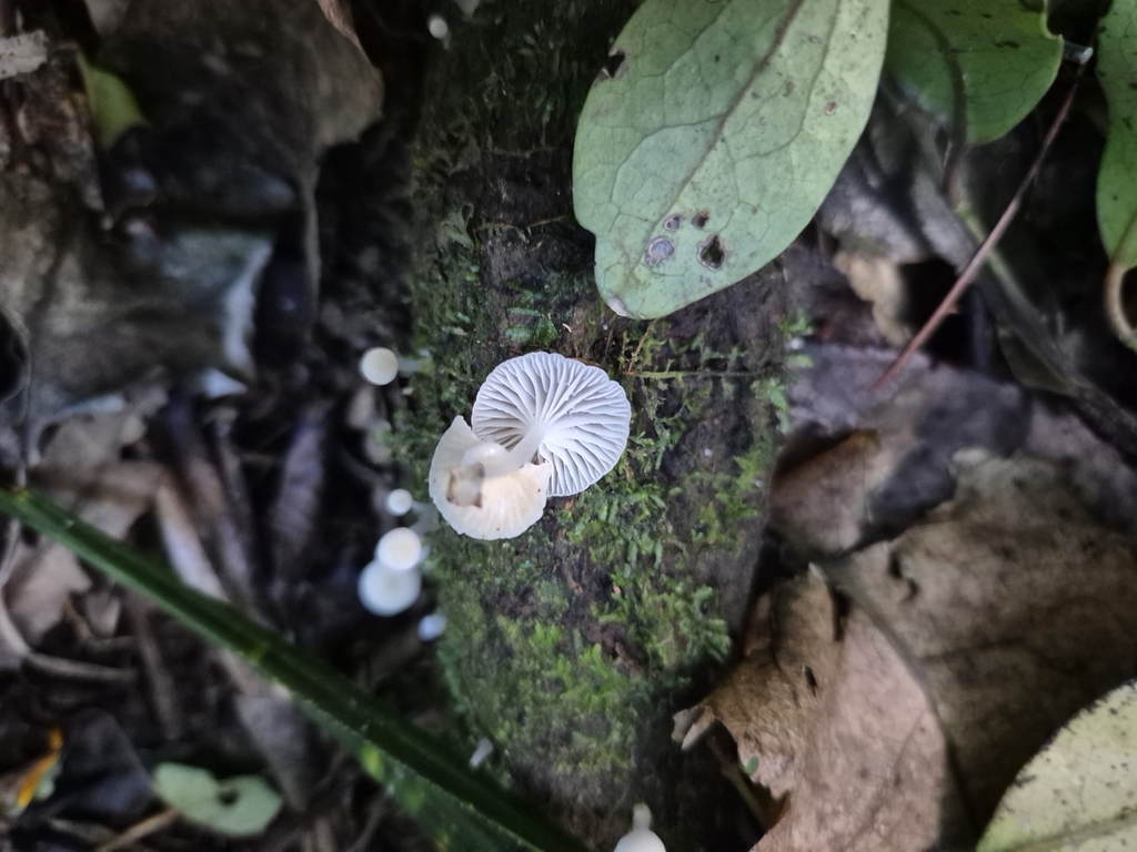 Roridomyces austrororidus · May 2025 · photo: © rempson (iNaturalist, cc-by)