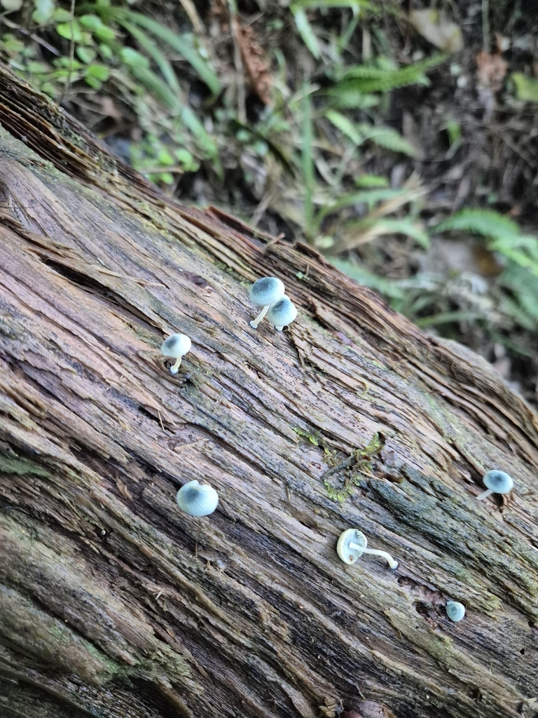 Mycena interrupta · May 2025 · photo: © rempson (iNaturalist, cc-by)
