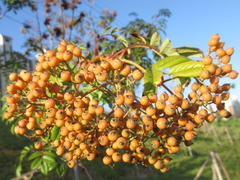 Sorbus commixta