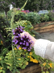Verbena bonariensis