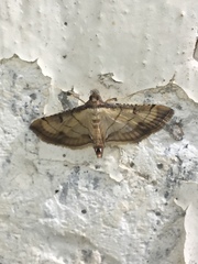 Spilomelini