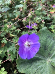 Geranium